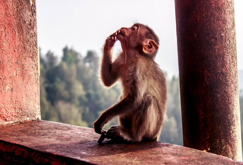 Baby Monkey Eating