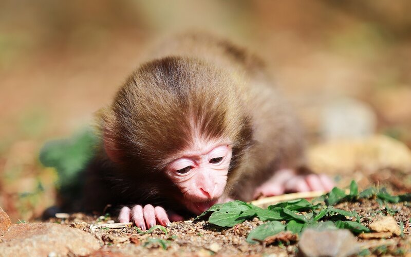 Baby monkey exploring ground