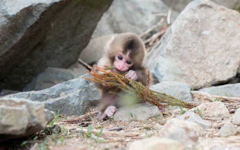 Baby Monkey Holding Grass