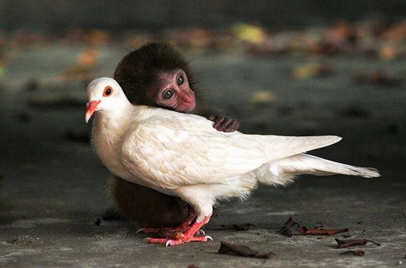 Baby Monkey Hugging Dove