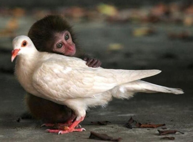 Baby Monkey Hugging Dove — White, Calm