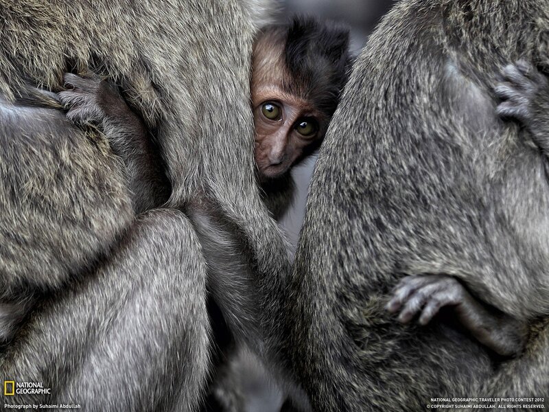 Baby monkey in a crowd