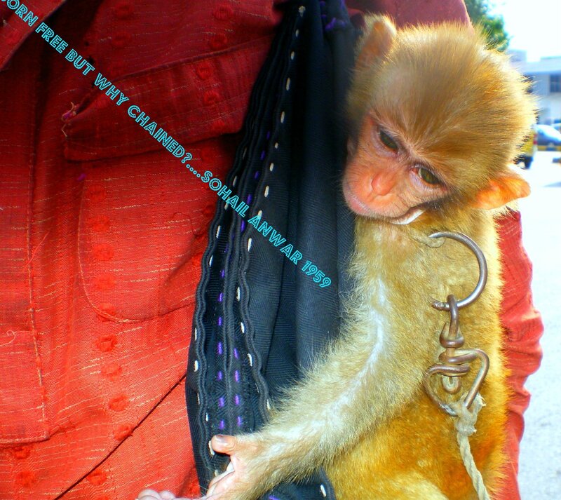 Baby Monkey in Harness