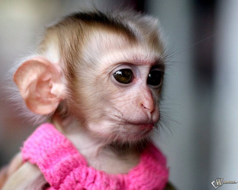Baby Monkey in Pink Sweater — Calm