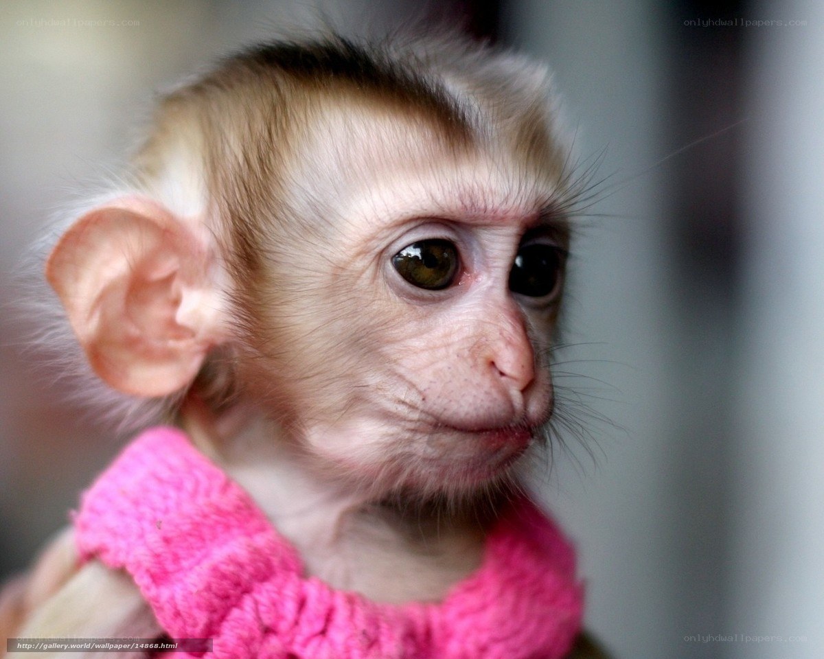 Baby monkey in pink sweater