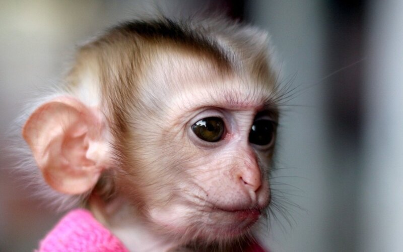 Baby Monkey in Pink