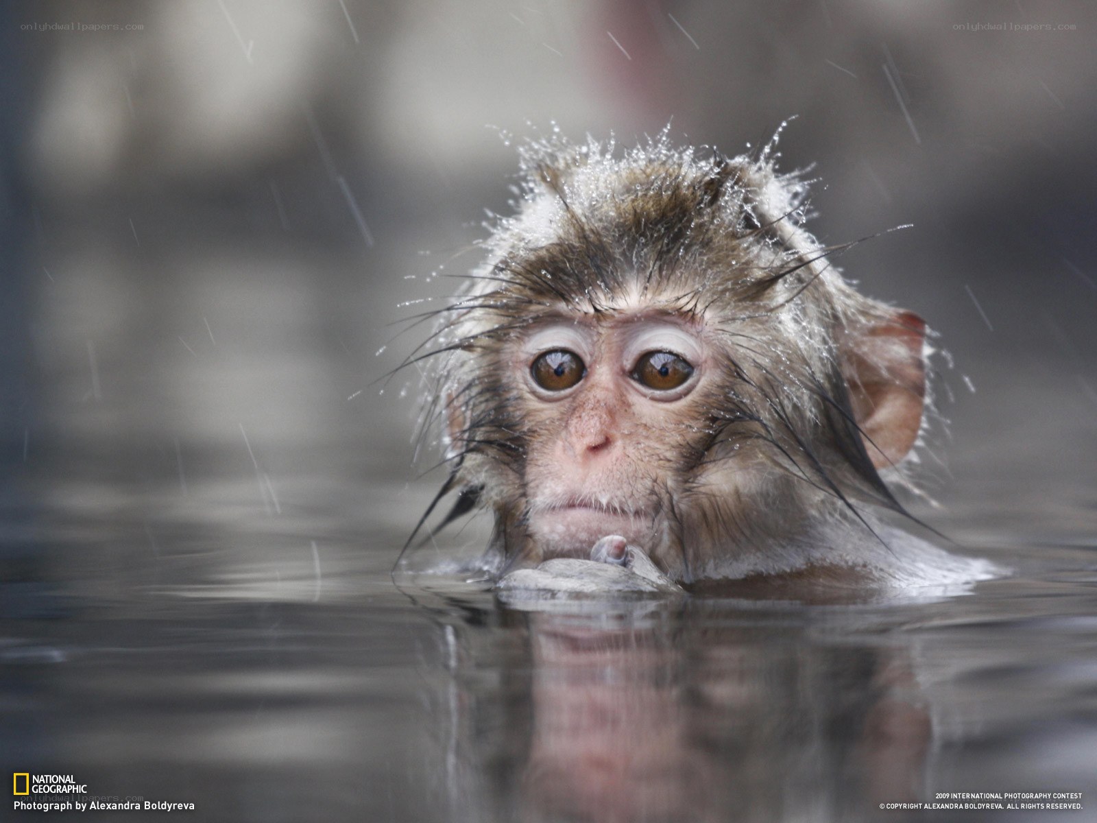 Baby monkey in rain