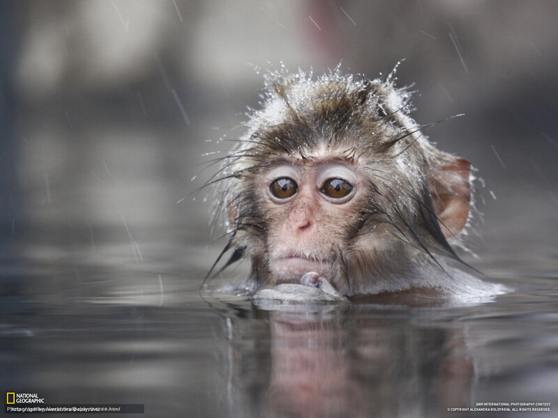 Baby monkey in rain