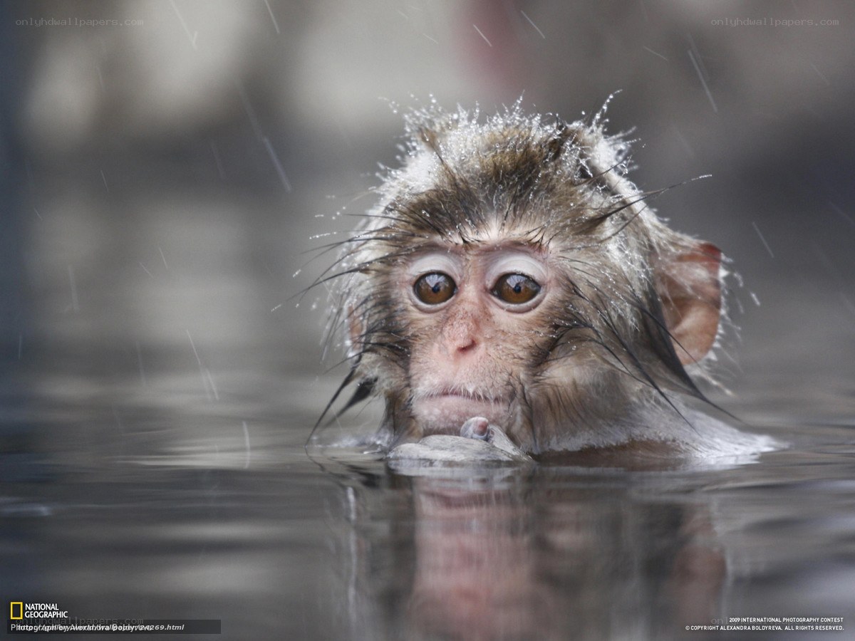 Baby monkey in rain