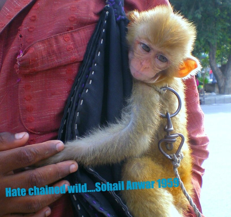 Baby Monkey in Sling — Red