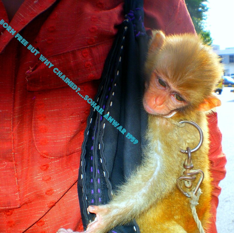 Baby Monkey in Sling