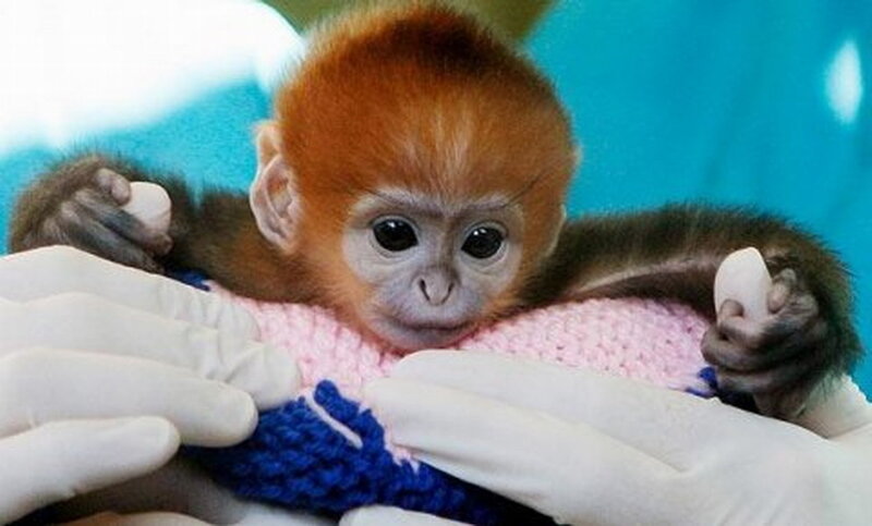 Baby Monkey in Sweater
