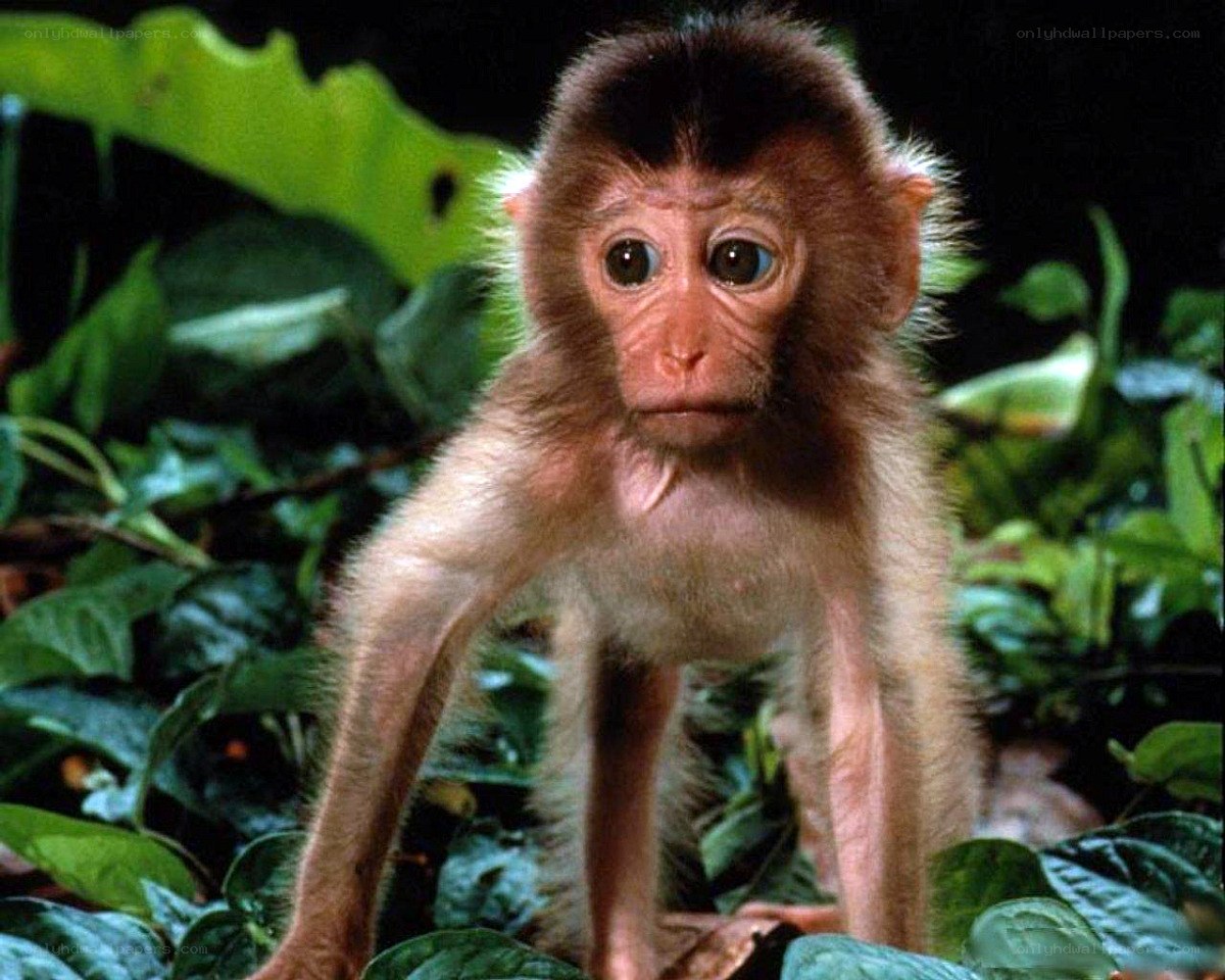Baby monkey in the forest
