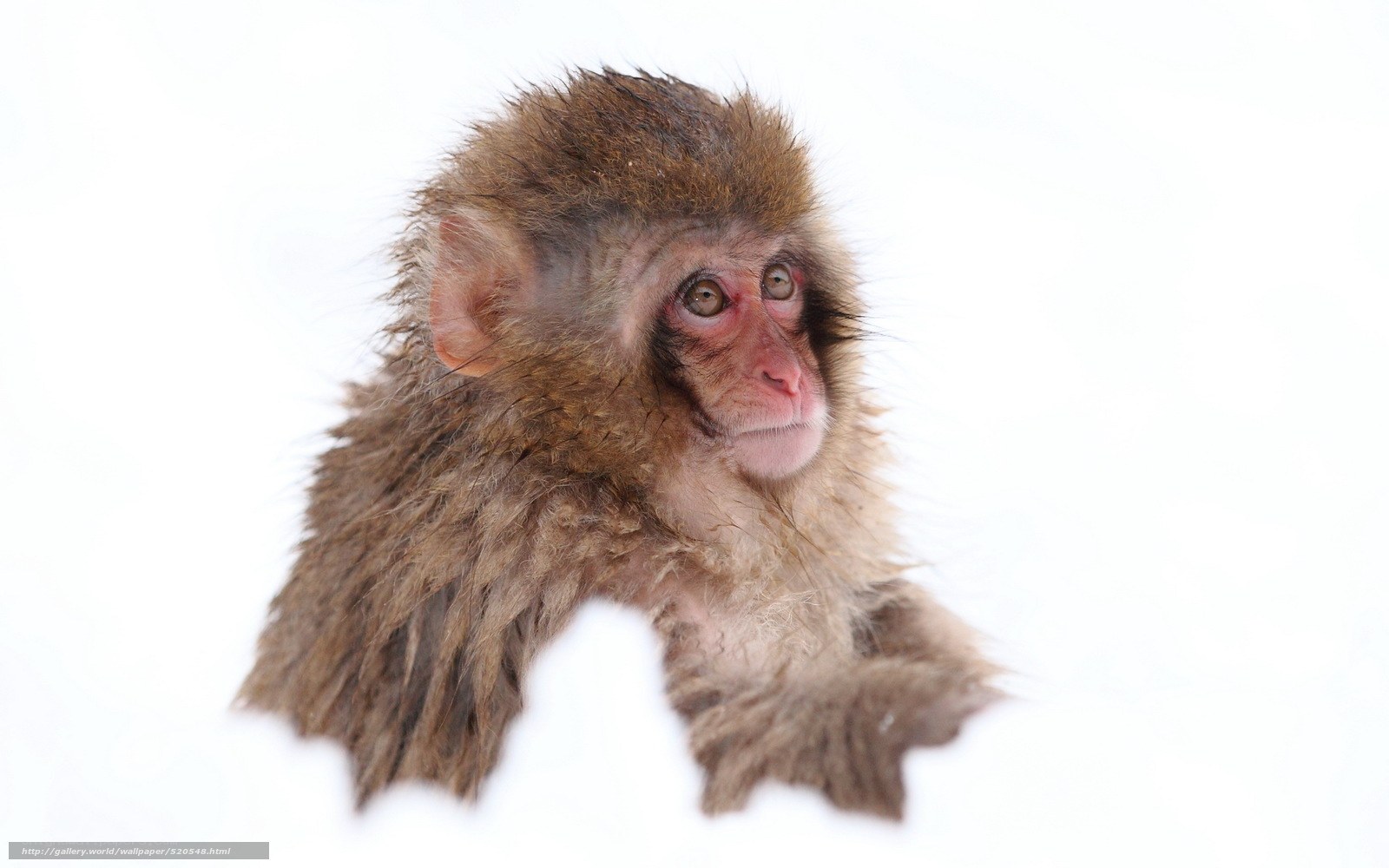 Baby monkey in the snow