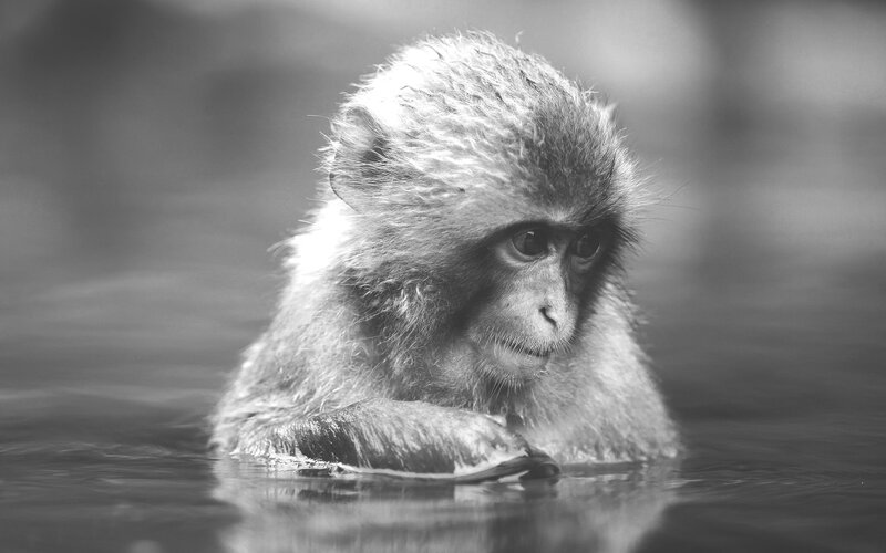 Baby Monkey in Water — Black