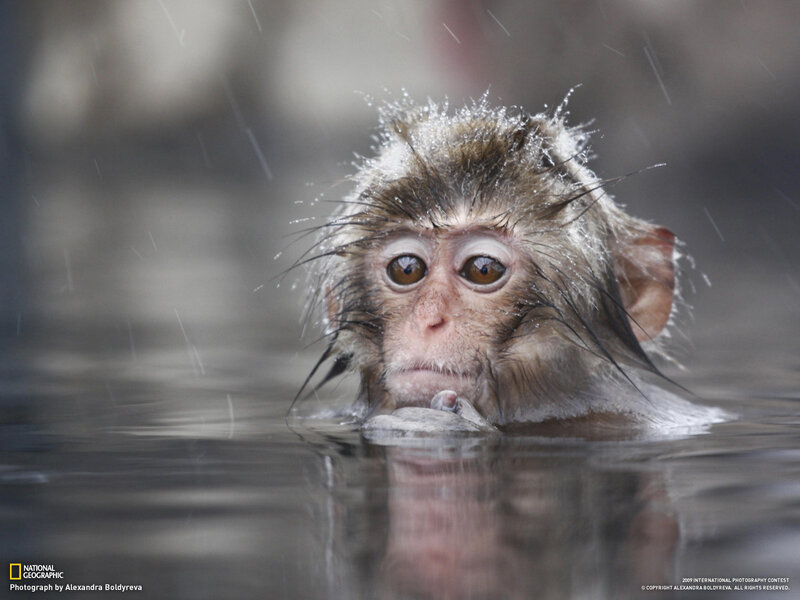 Baby Monkey in Water — Gray, Dramatic