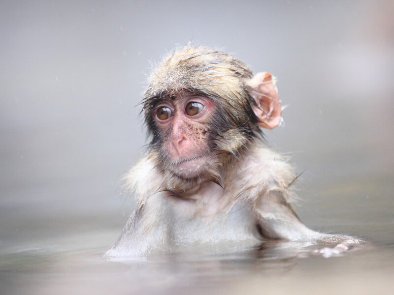 Baby Monkey in Water — Gray