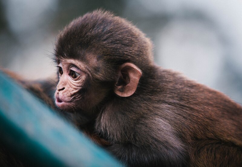 Baby monkey looking curiously