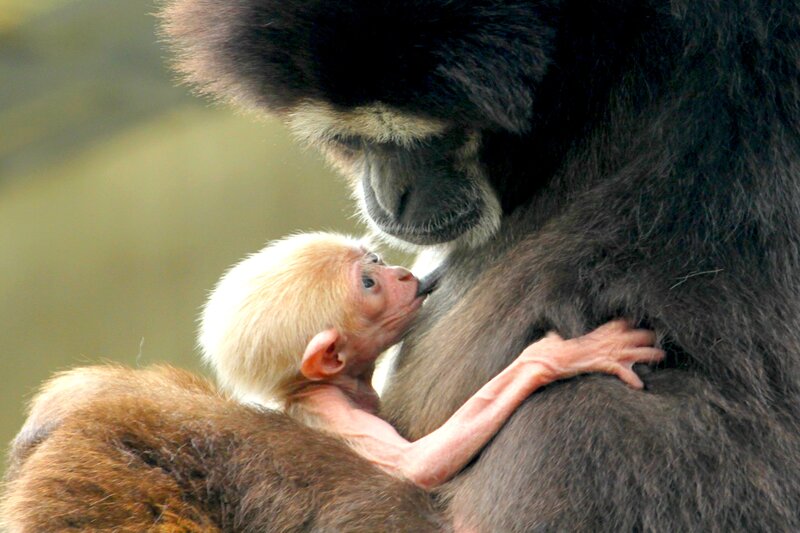 Baby Monkey Nursing