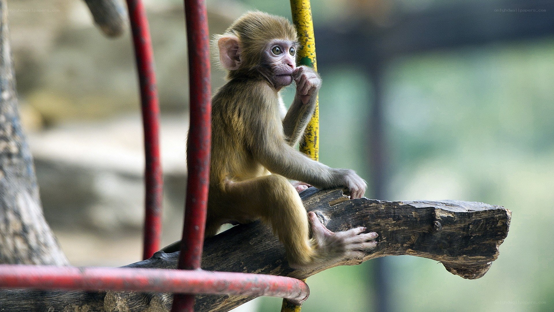 Baby monkey on a branch