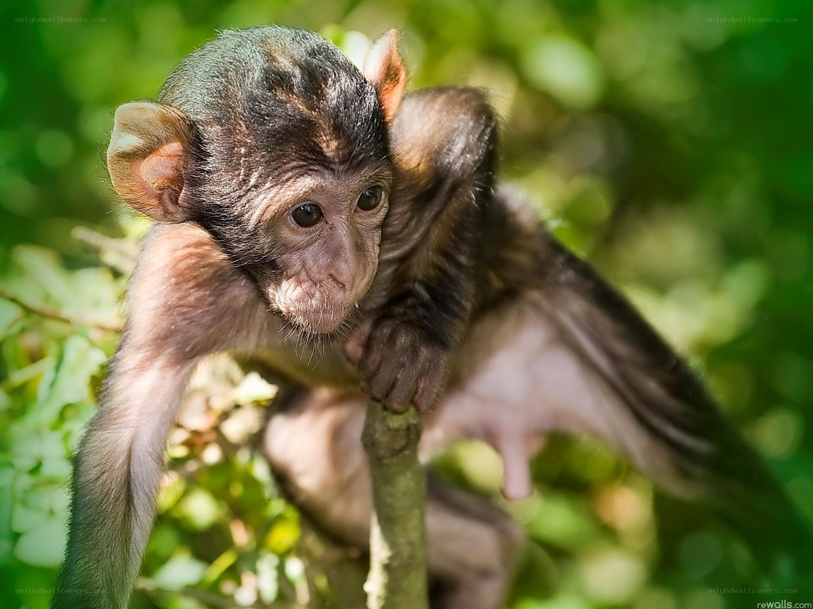 Baby monkey on a branch