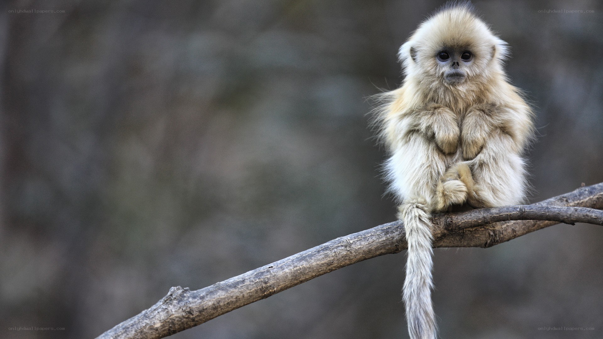 Baby monkey on a branch