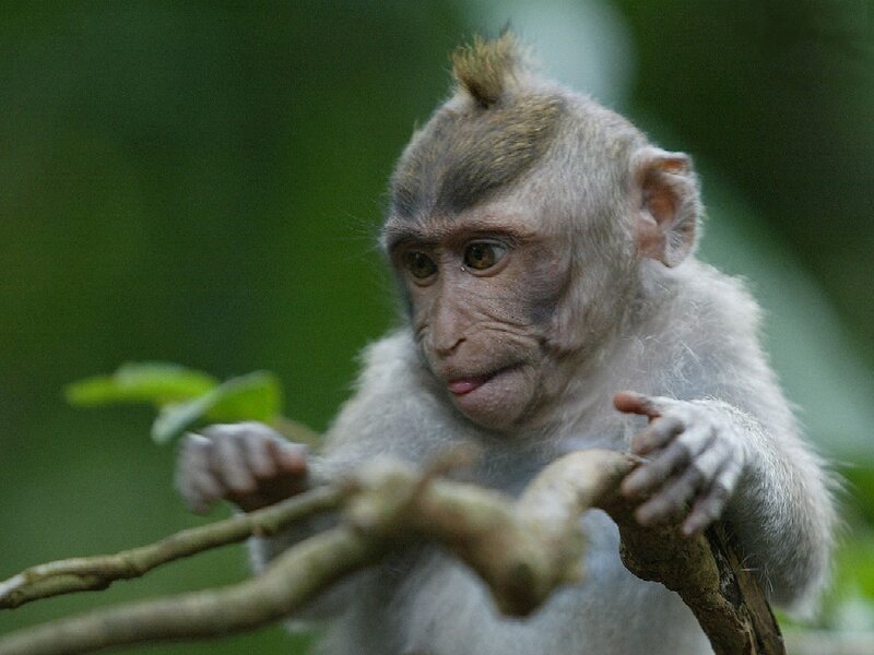 Baby monkey on a branch