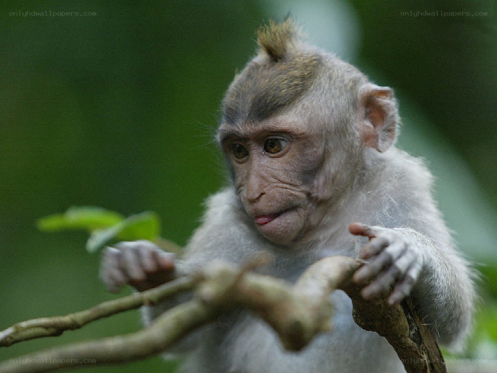 Baby monkey on a branch