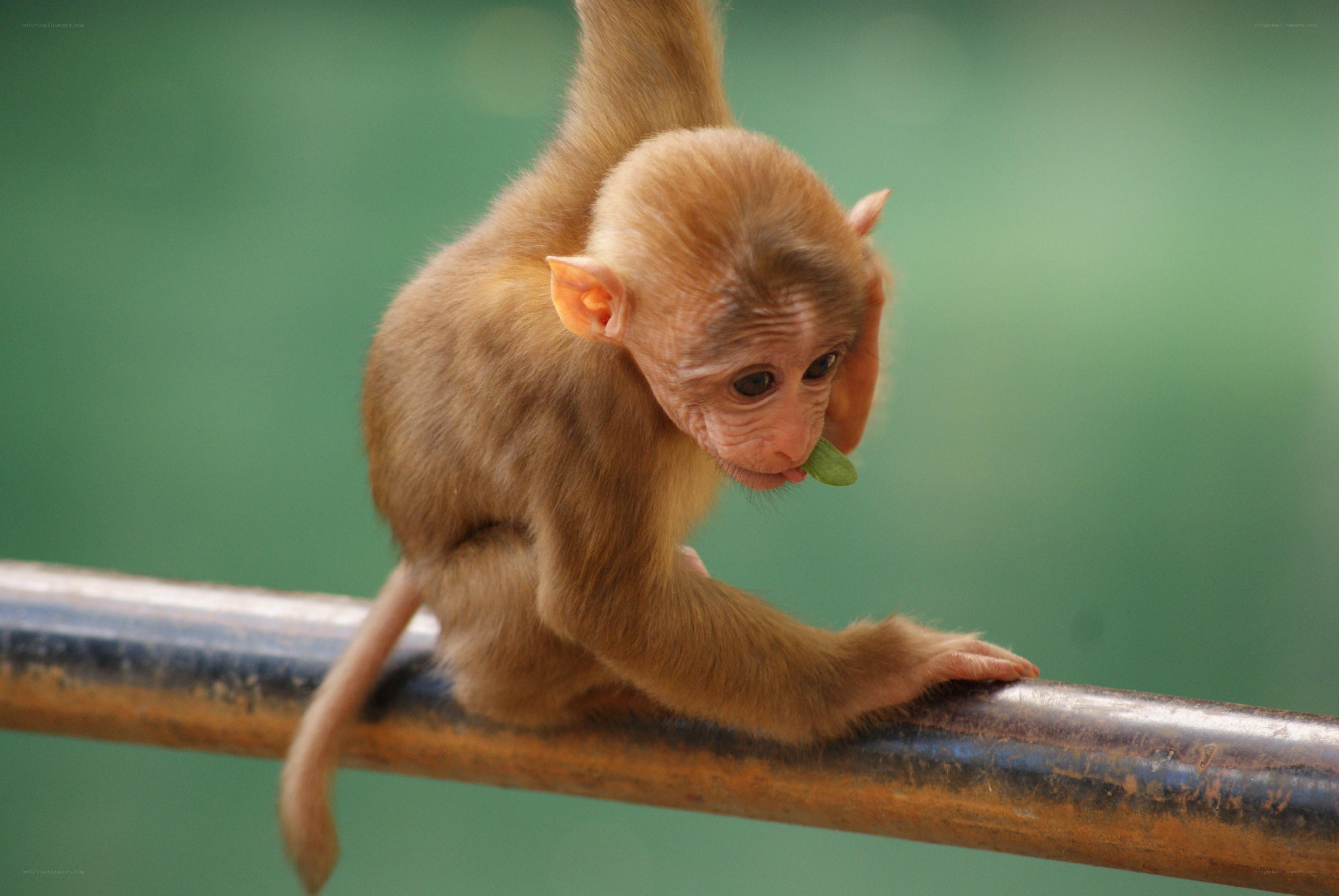 Baby monkey on a rail