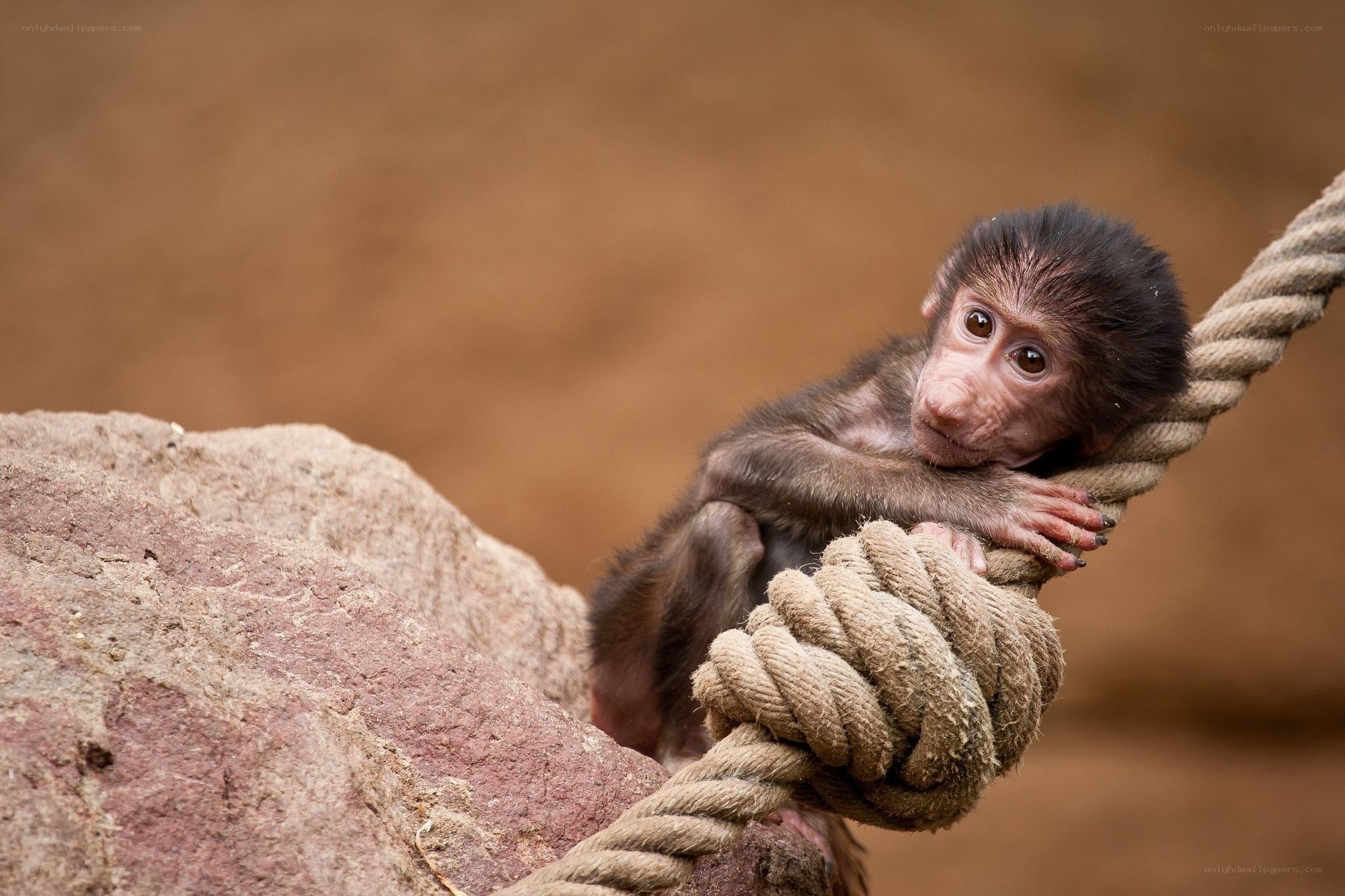 Baby monkey on a rope