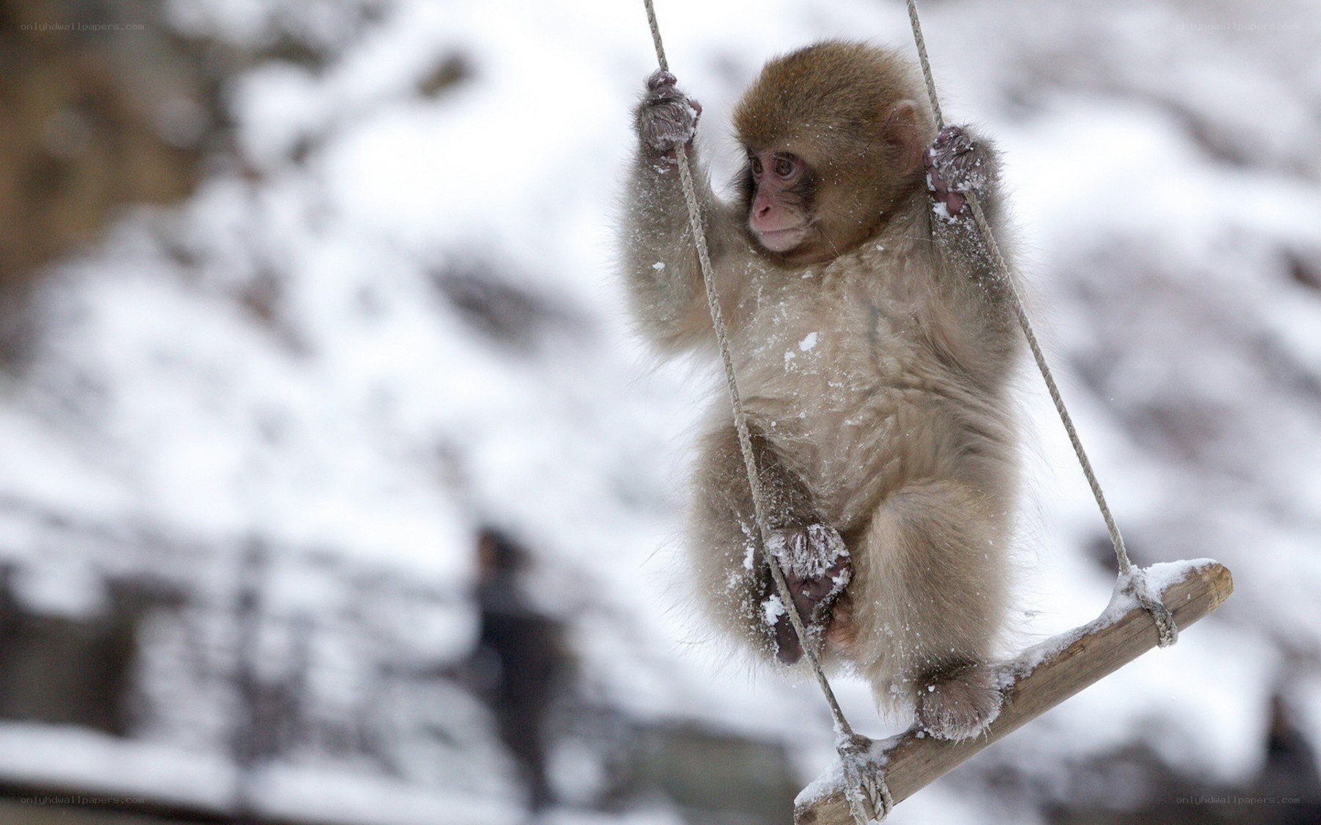 Baby monkey on a swing