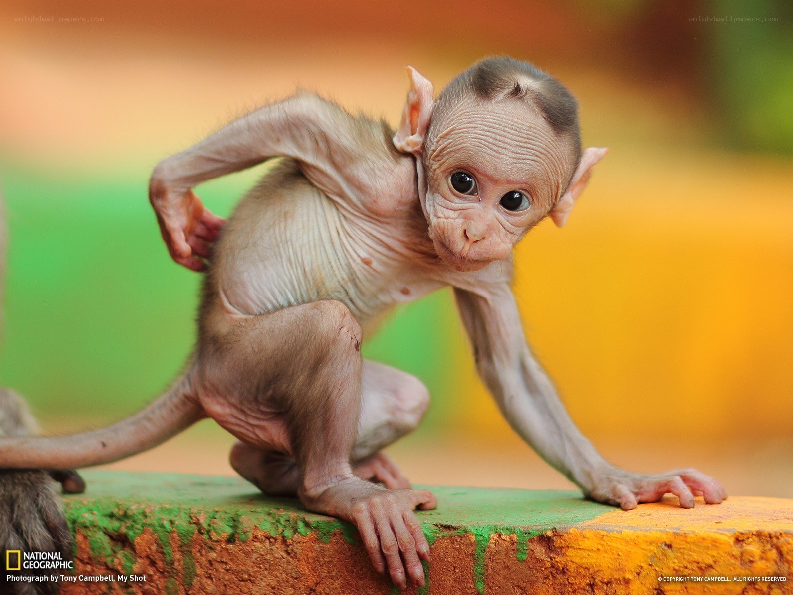 Baby monkey on a wall