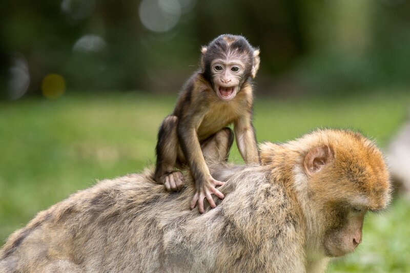 Baby Monkey on Adult — Brown