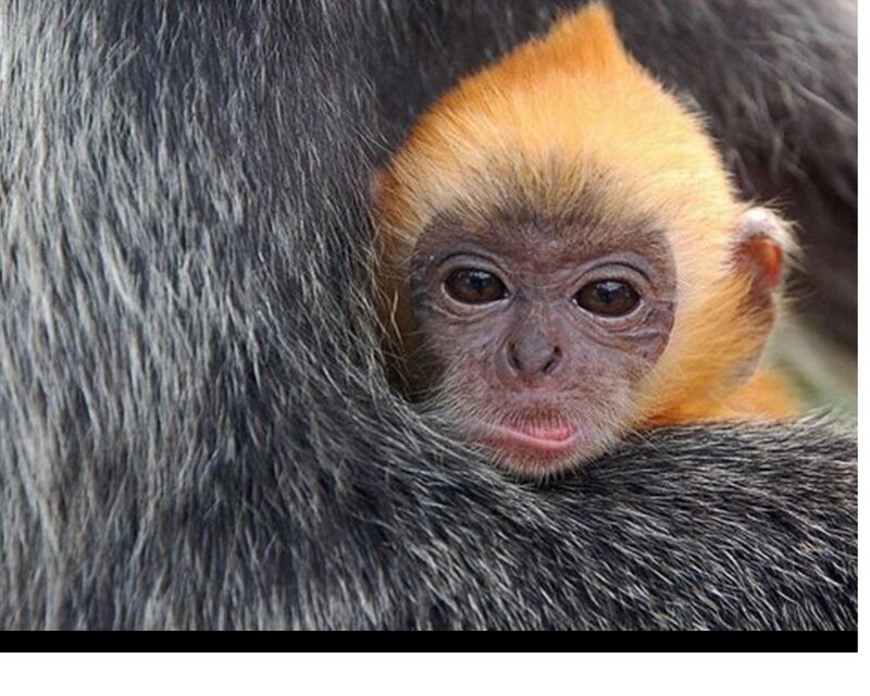 Baby Monkey on Adult — Gray