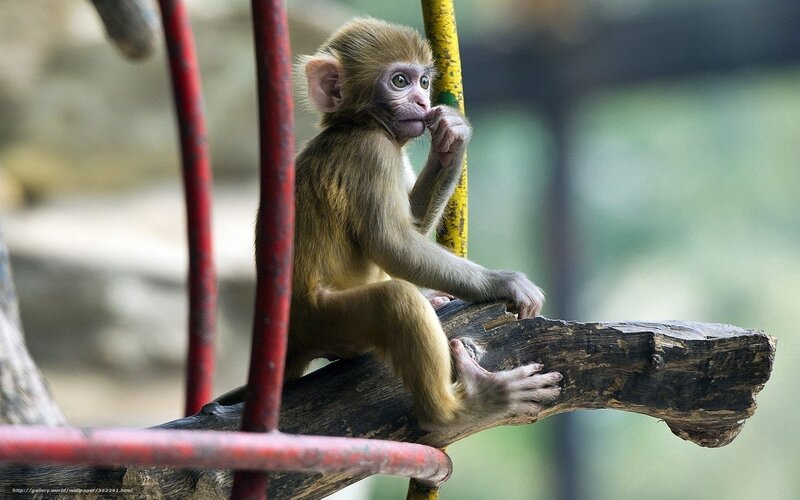 Baby Monkey on Branch — Brown