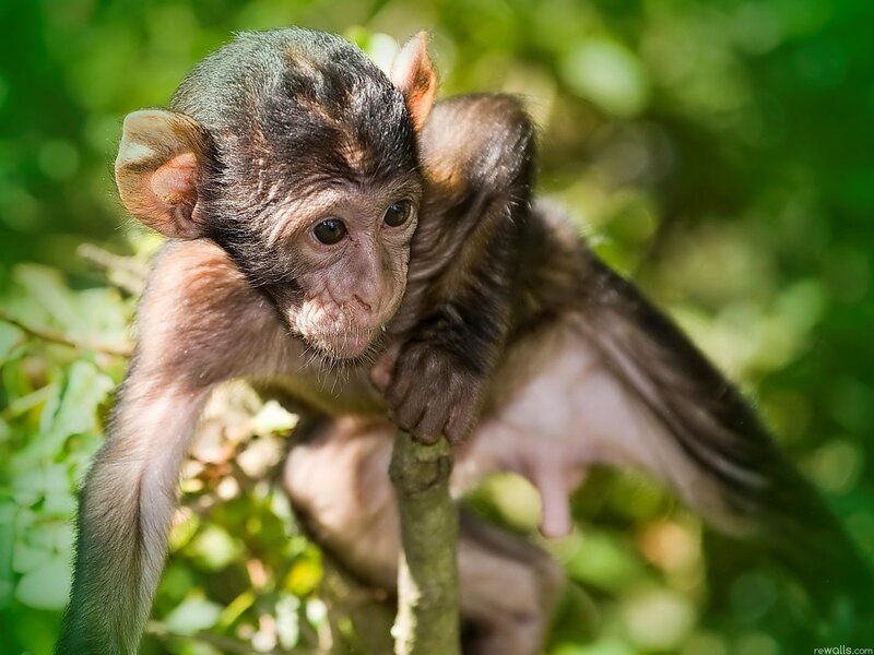 Baby Monkey on Branch — Green, Natural, Afternoon, Photograph