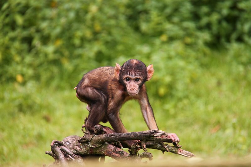 Baby Monkey on Branch — Green, Natural, Afternoon