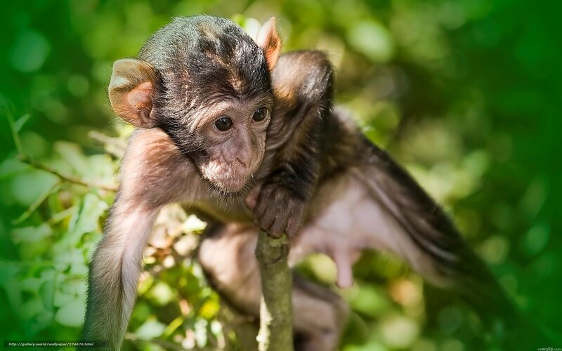 Baby Monkey on Branch — Green