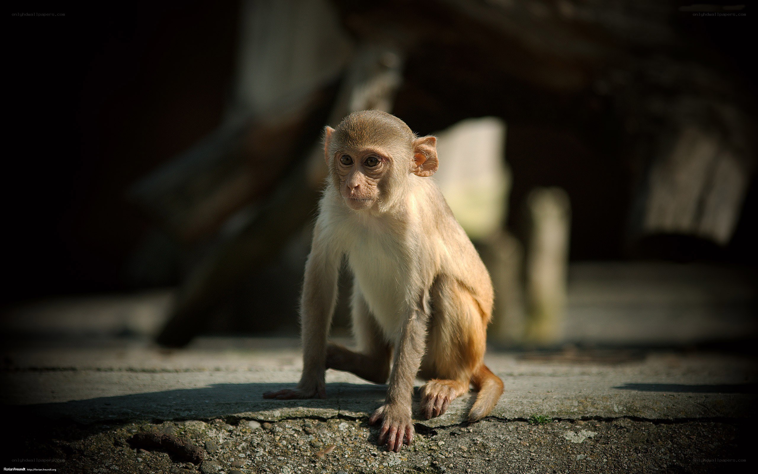 Baby monkey on concrete