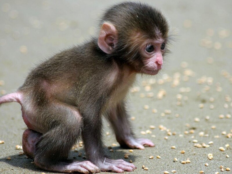 Baby Monkey on Ground — Brown, Curious