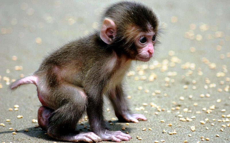 Baby Monkey on Ground — Brown