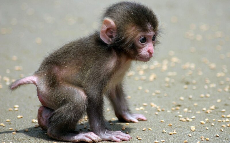 Baby monkey on the ground