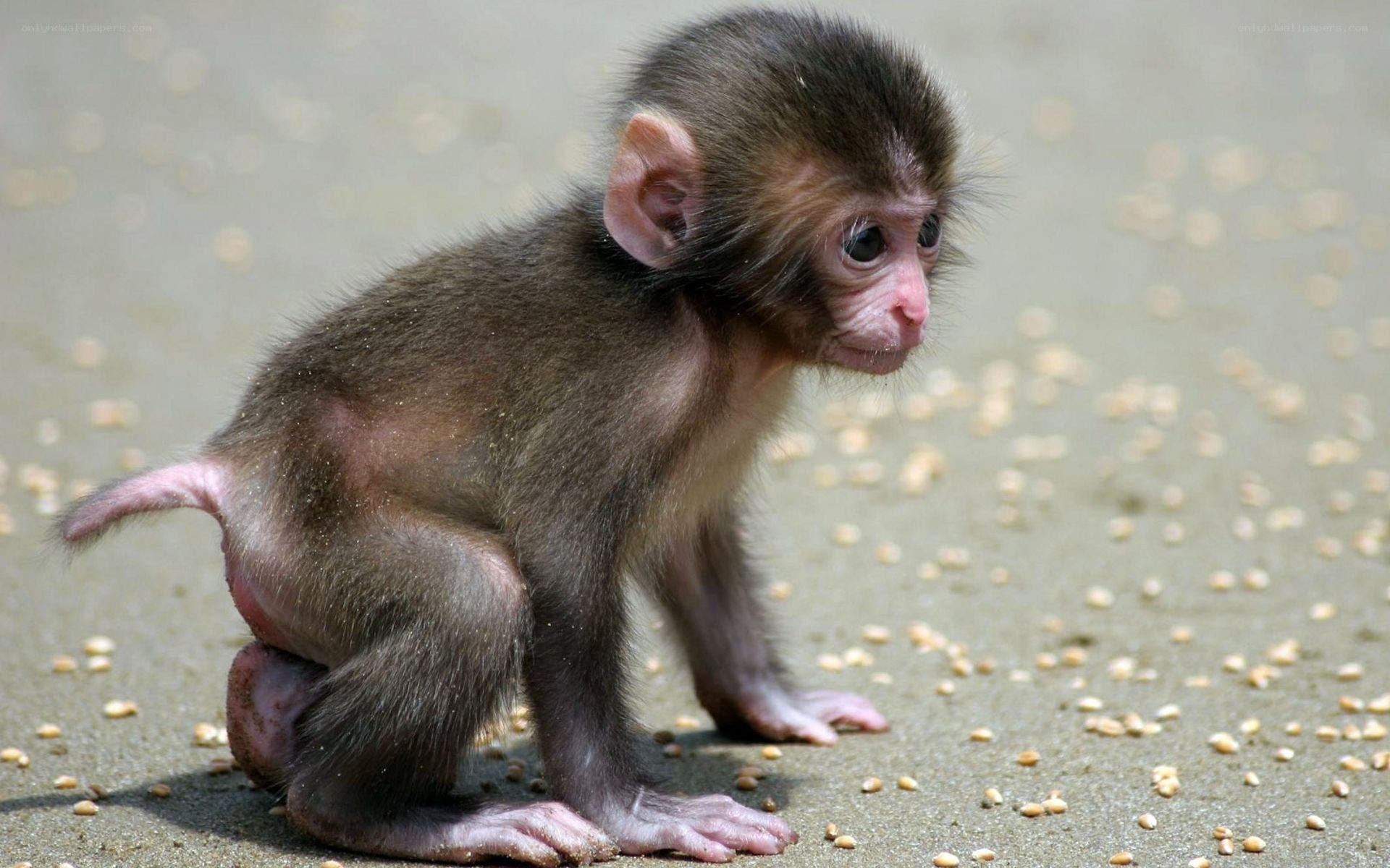 Baby monkey on the ground