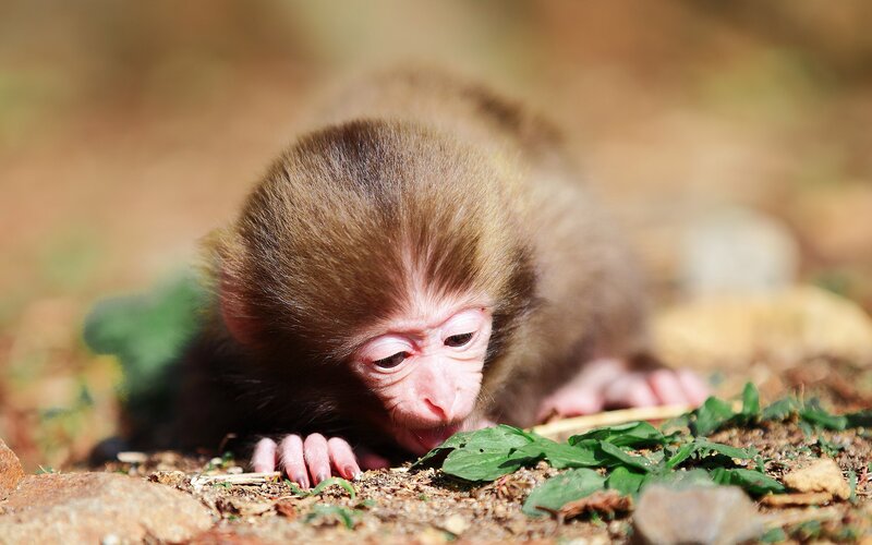 Baby monkey on the ground