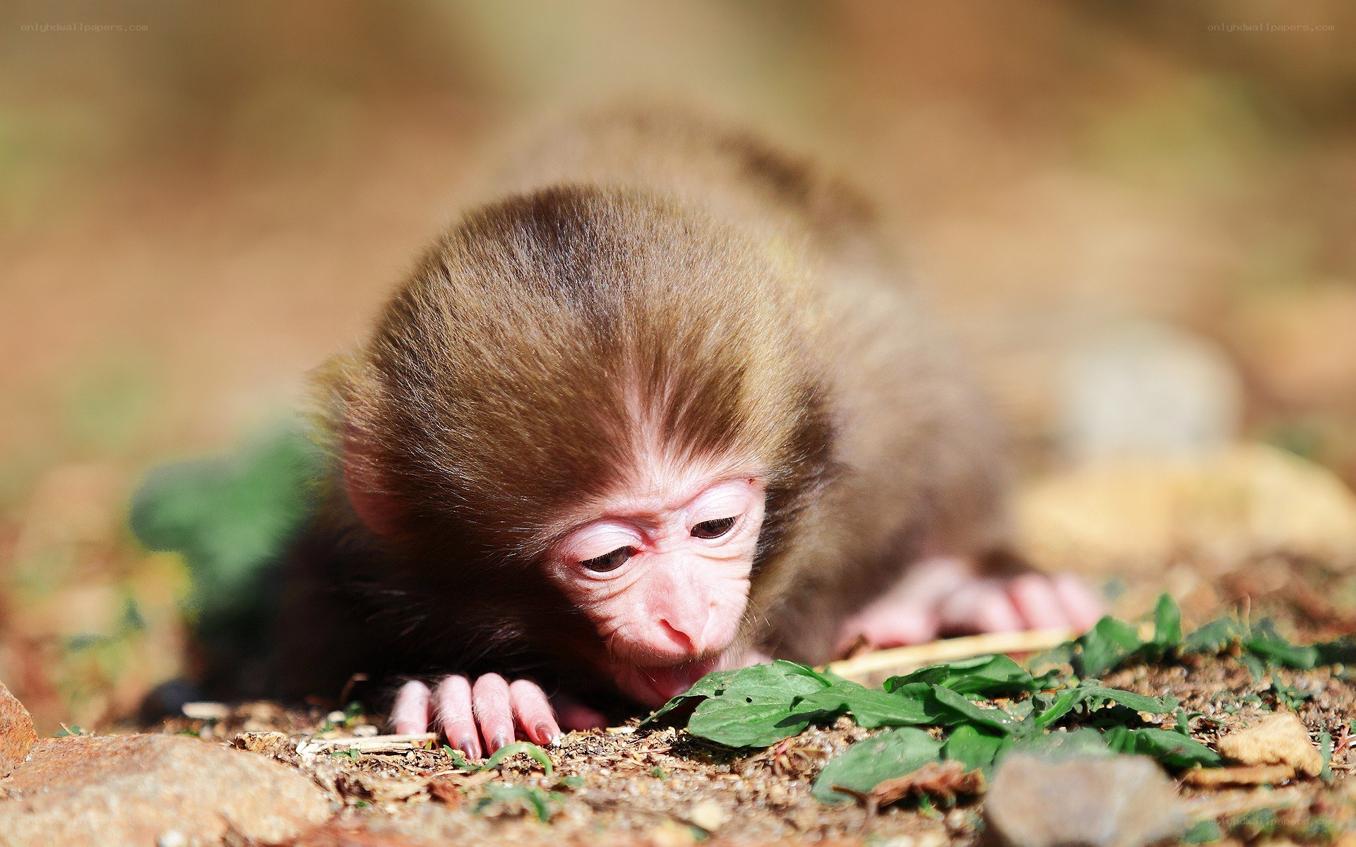 Baby monkey on the ground