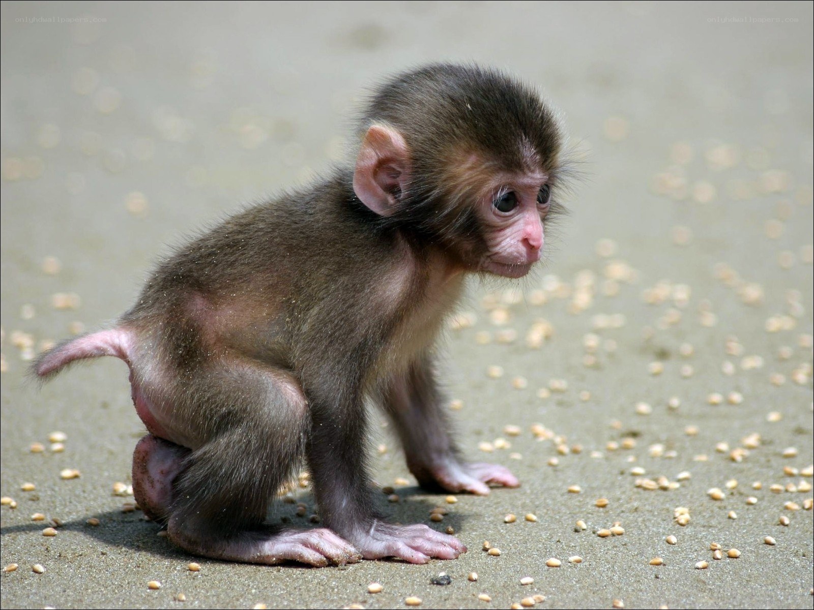 Baby monkey on the ground