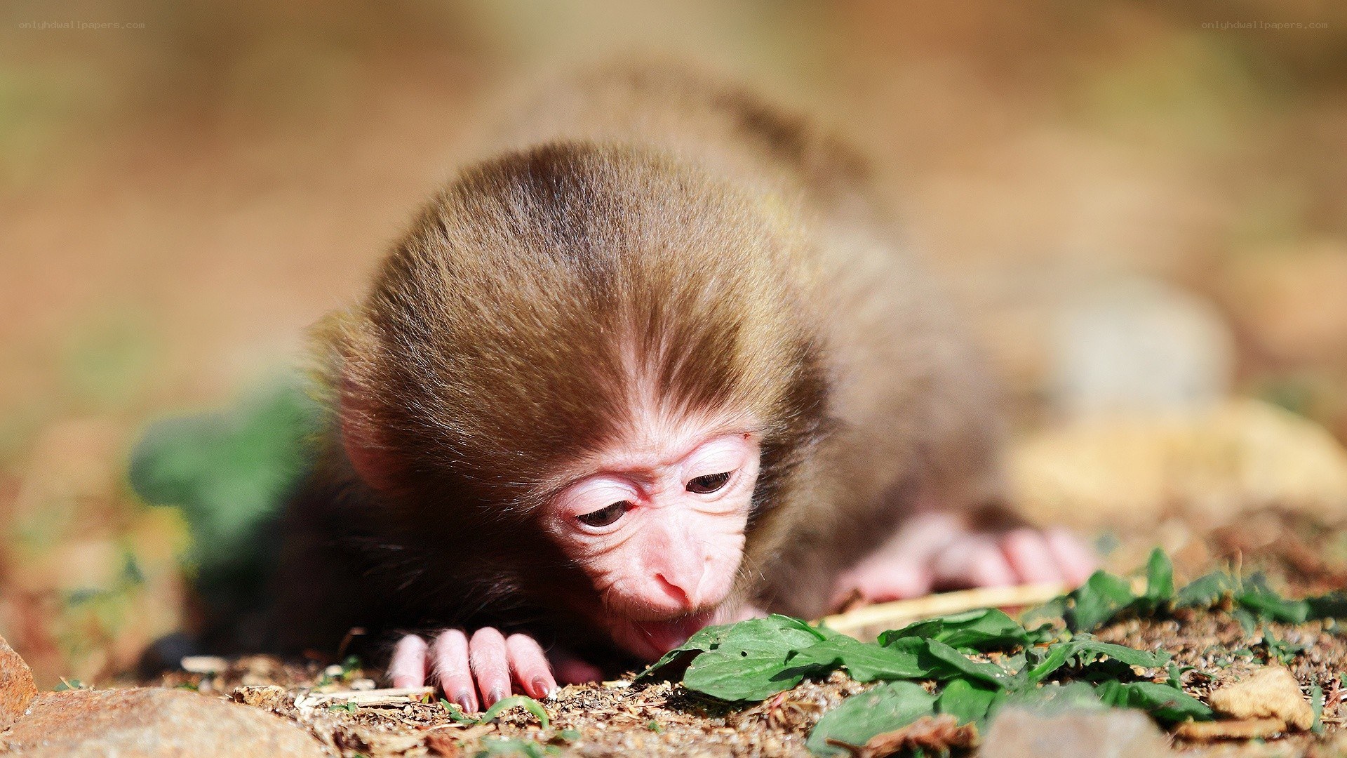 Baby monkey on the ground