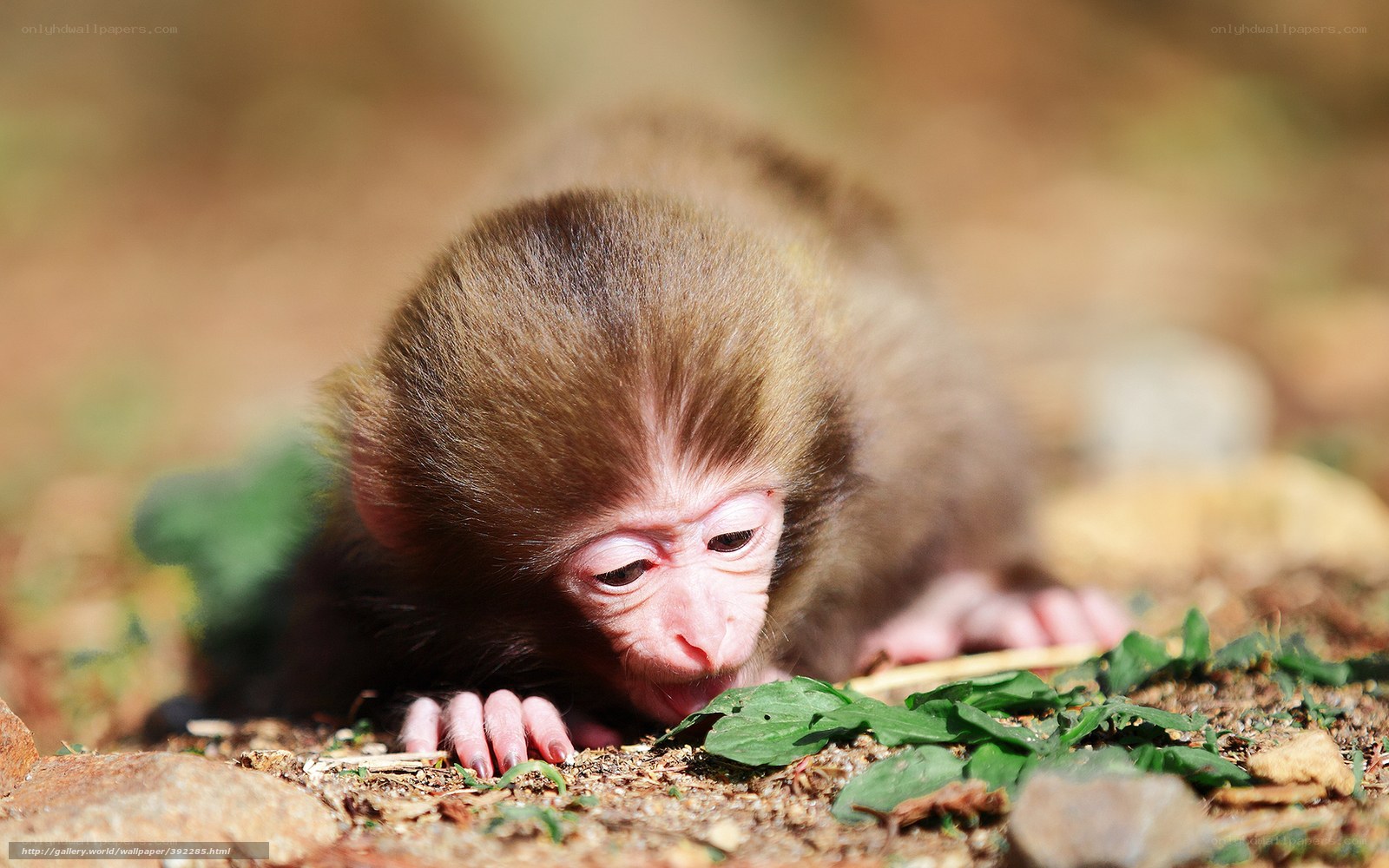 Baby monkey on the ground
