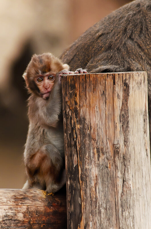Baby monkey on wooden post