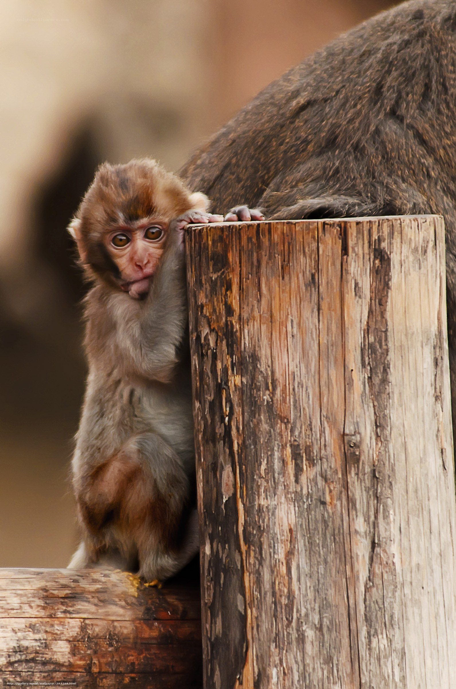 Baby monkey on wooden post
